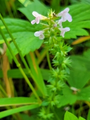 Stachys palustris