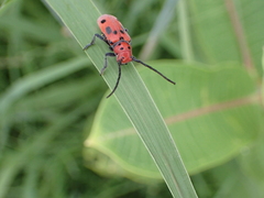 Tetraopes tetrophthalmus