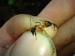 Camponotus chromaiodes