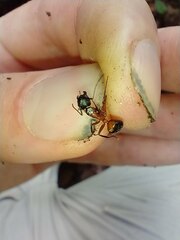 Camponotus chromaiodes