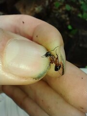 Camponotus chromaiodes