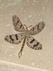 Palpares libelluloides