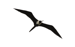 Fregata magnificens