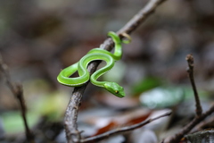 Trimeresurus vogeli