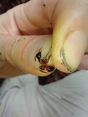 Camponotus chromaiodes
