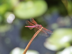 Trithemis annulata