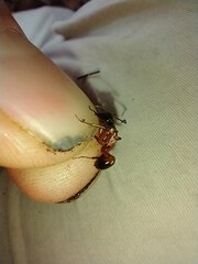 Camponotus chromaiodes