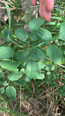 Thalictrum dasycarpum