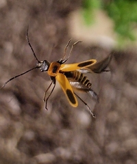 Chauliognathus pensylvanicus