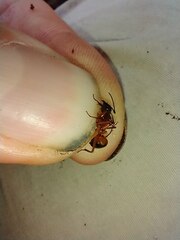 Camponotus chromaiodes