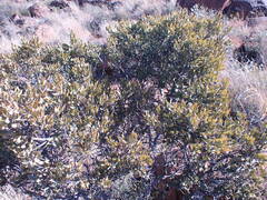Euclea crispa ovata