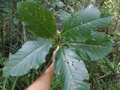 Pisonia roqueae