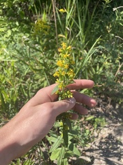Solidago hispida