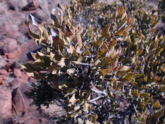 Euclea crispa ovata
