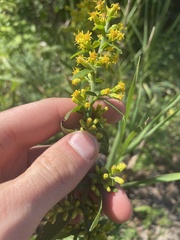 Solidago hispida