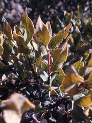 Euclea crispa ovata