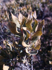 Euclea crispa ovata