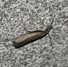 Fissicrambus mutabilis