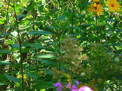 Helianthus tuberosus