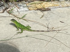 Ctenosaura similis