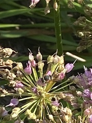 Anthidium oblongatum