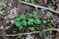 Viola alba dehnhardtii