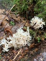 Clavulina coralloides