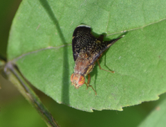 Eutreta noveboracensis