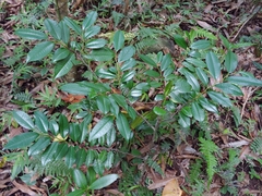 Guatteria blainii