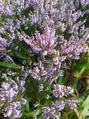 Calluna vulgaris