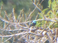 Stilpnia cyanicollis