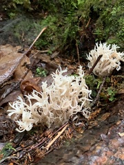 Clavulina coralloides