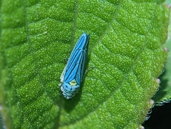 Graphocephala atropunctata