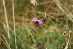 Dianthus