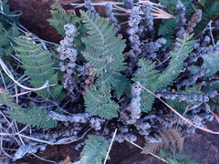 Cheilanthes eckloniana