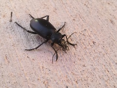 Calosoma