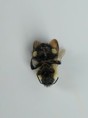 Bombus vagans