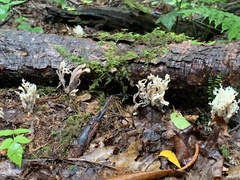 Clavulina coralloides