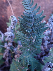 Cheilanthes eckloniana