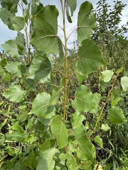 Populus × canadensis