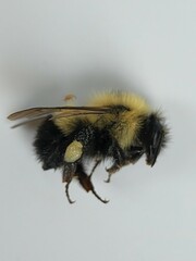 Bombus vagans