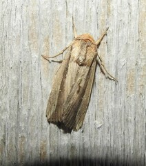 Leucania stenographa