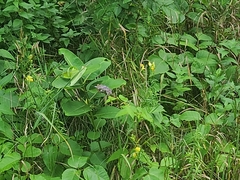 Agastache foeniculum