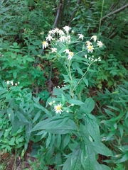Doellingeria umbellata