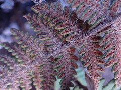 Cheilanthes eckloniana