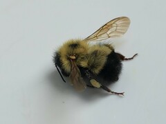 Bombus vagans