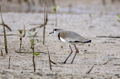 Vanellus chilensis