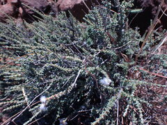 Eriocephalus ericoides