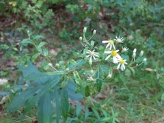 Doellingeria umbellata