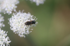Cheilosia pagana
